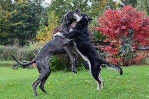 Einfamilienhaus mit zwei Hunden