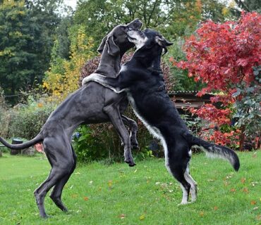 Einfamilienhaus mit zwei Hunden